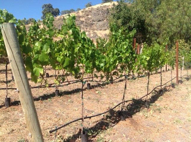2016 Vineyard w/grapes